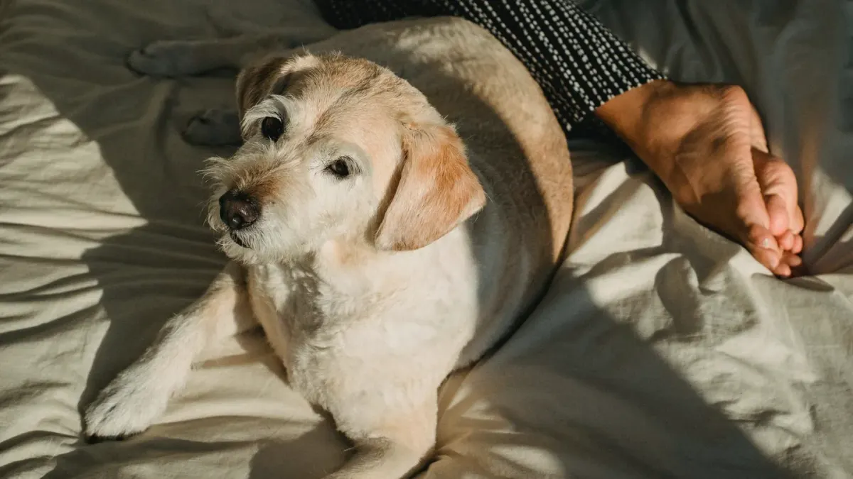 Senior dog resting at home