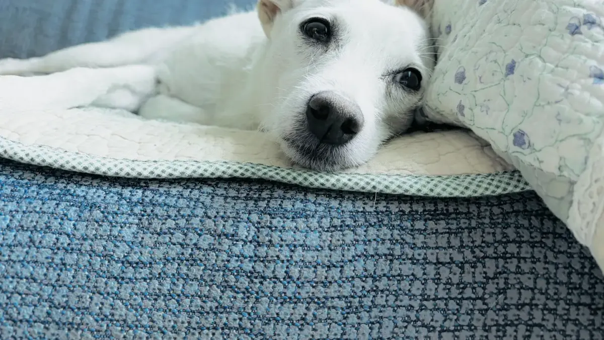 Senior dog resting at home