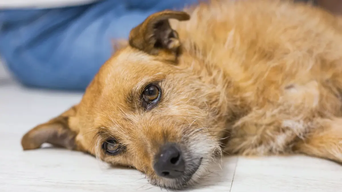 Senior dog resting at home