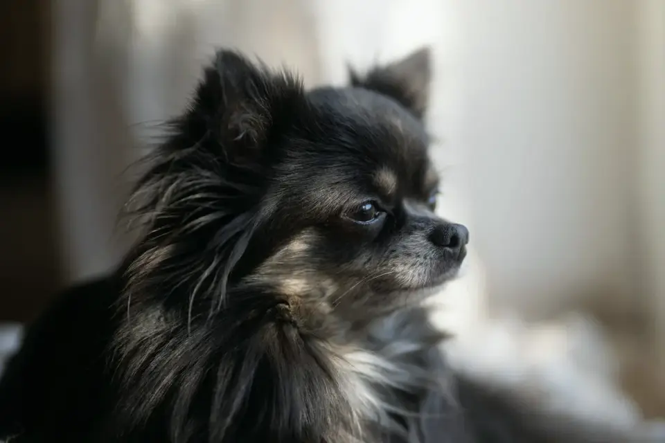 Senior dog resting at home