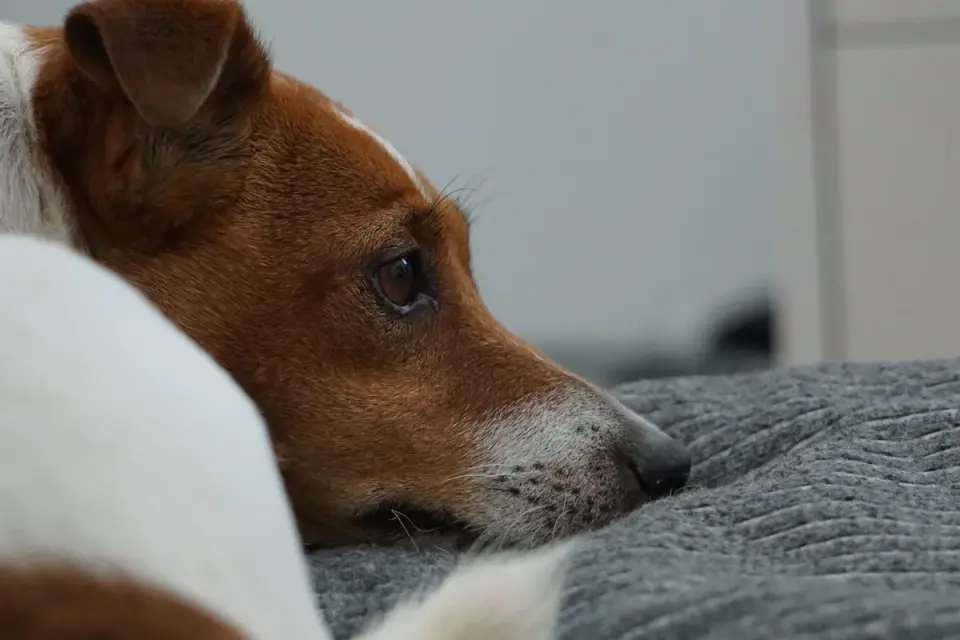 Senior dog resting comfortably on a dog bed at home