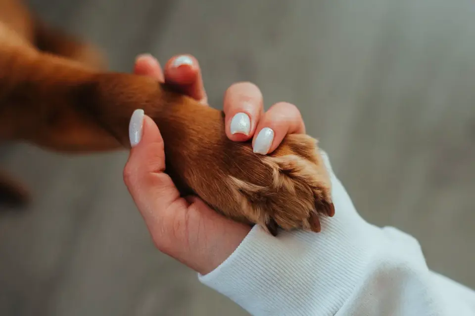 Senior dog taking a soft chew supplement from an owner&#x27;s hand at home