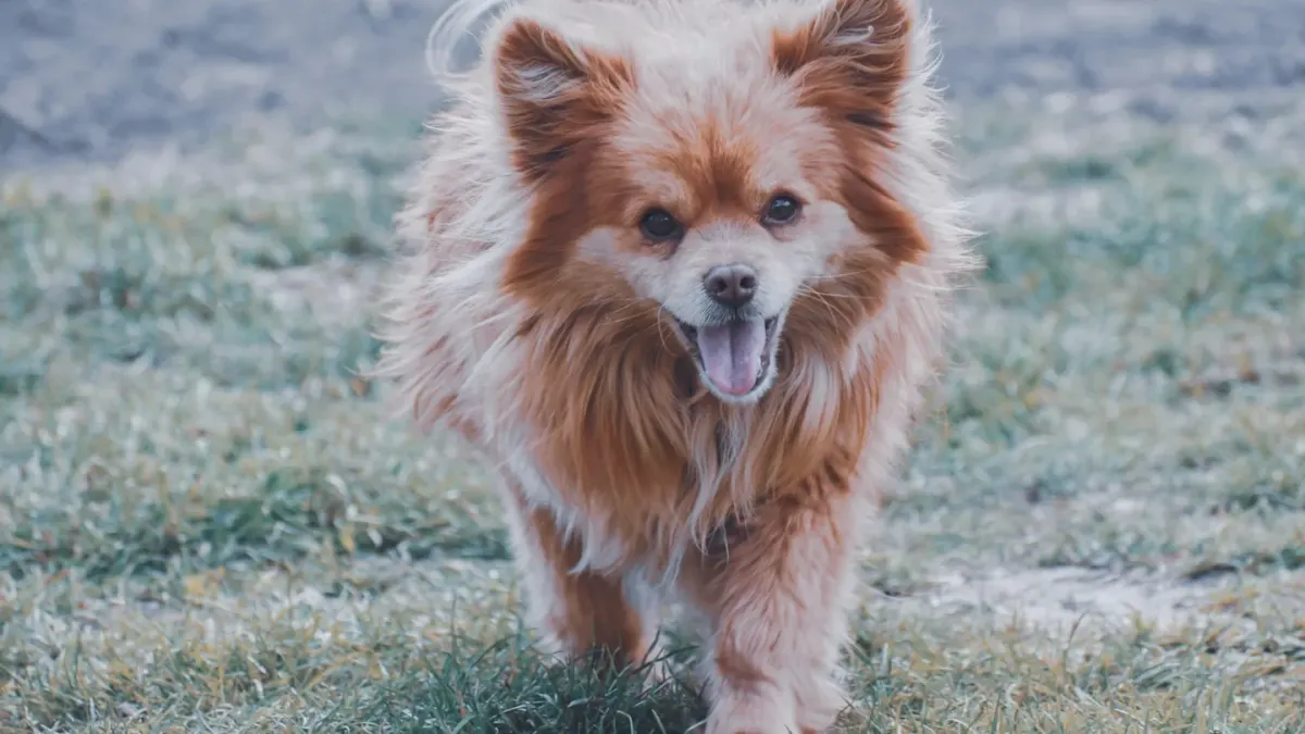 Senior dog walking outdoors