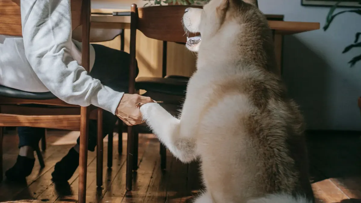 Senior dog walking with an owner