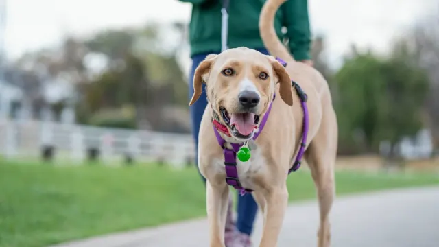 Senior dog walking with an owner
