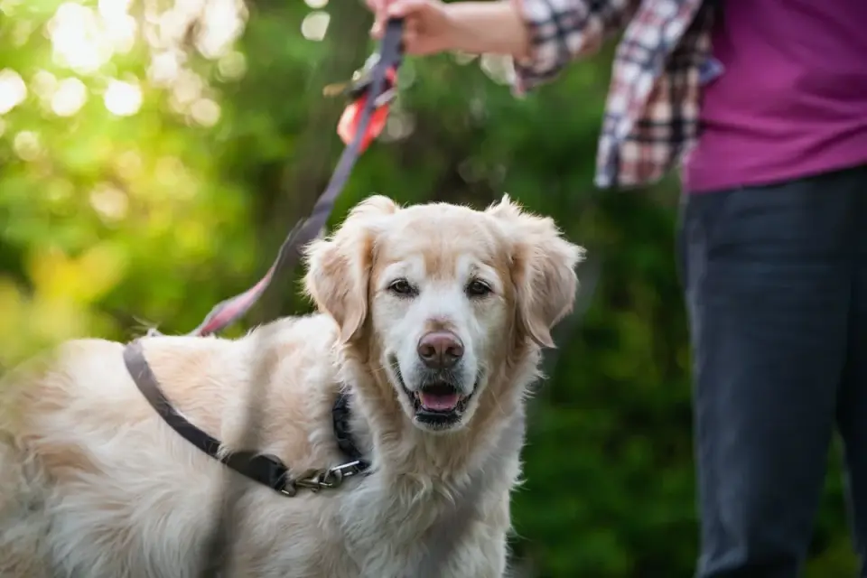 Senior dog walking with an owner