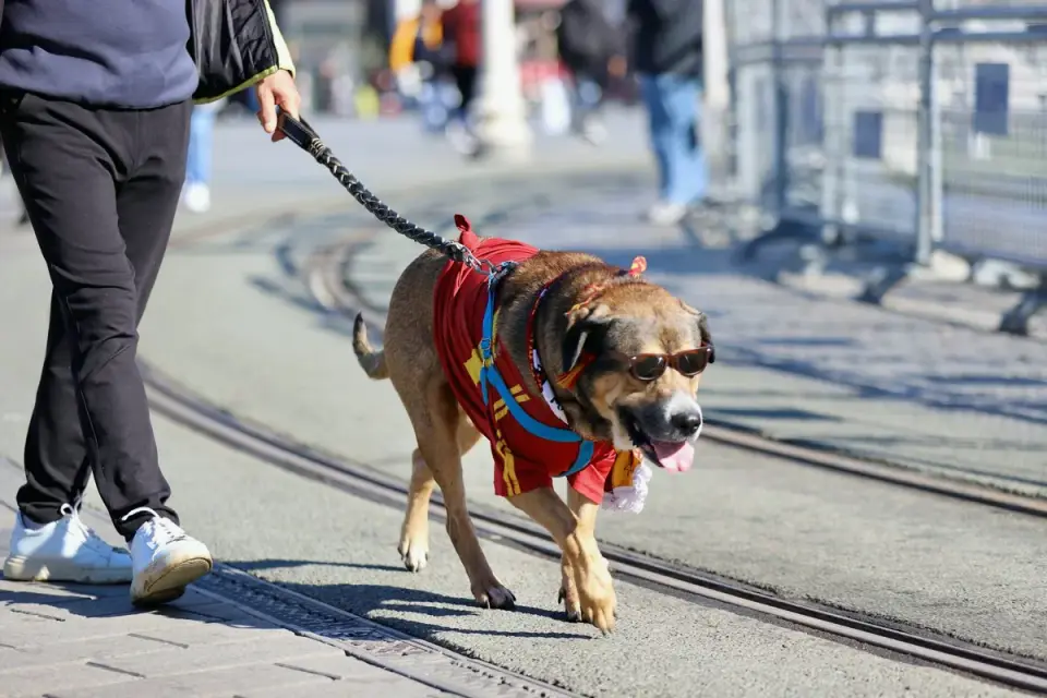 Senior dog walking with an owner