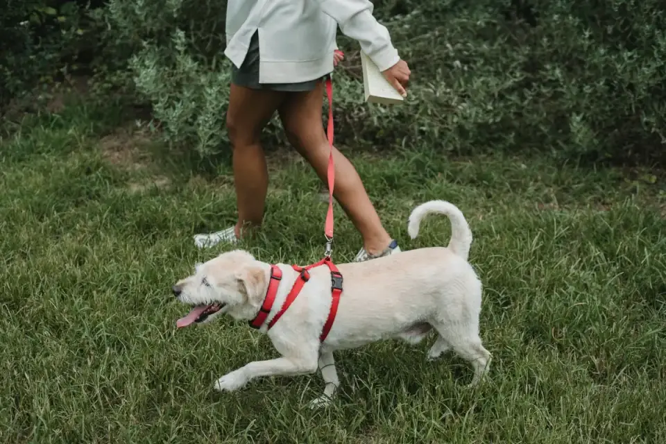 Senior dog walking with an owner