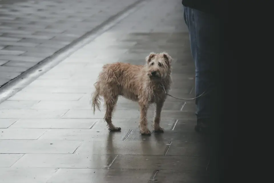 Senior dog walking with an owner