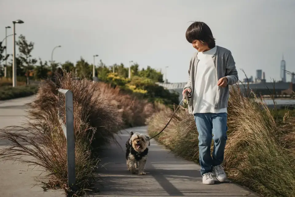 Senior dog walking with an owner