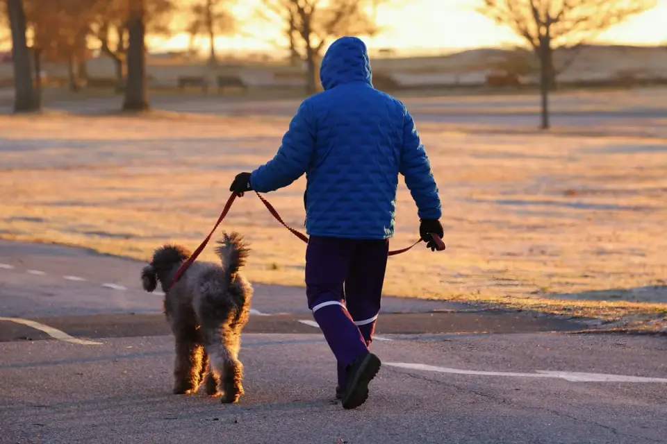 Senior dog walking with an owner