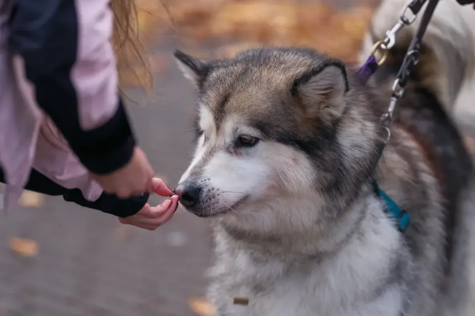Senior dog walking with an owner