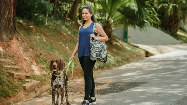 Senior dog walking with an owner