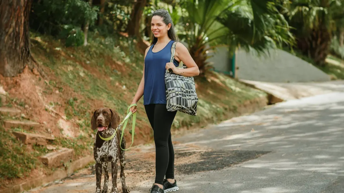Senior dog walking with an owner