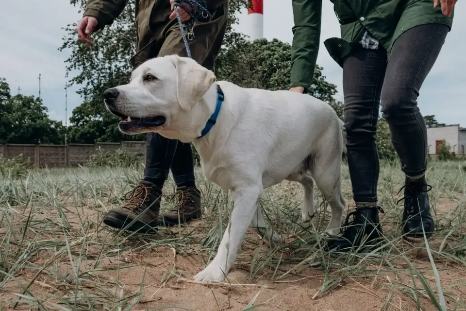 Senior dog walking with an owner