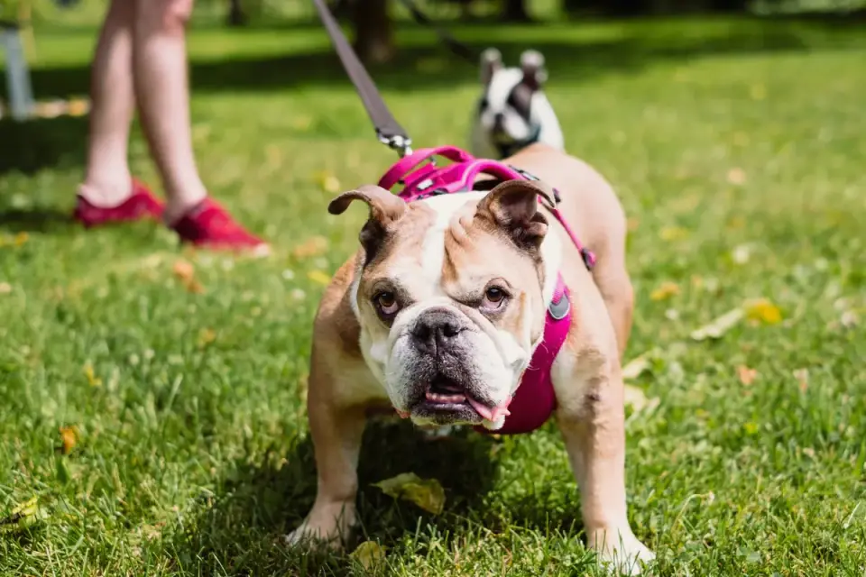 Senior dog walking with an owner