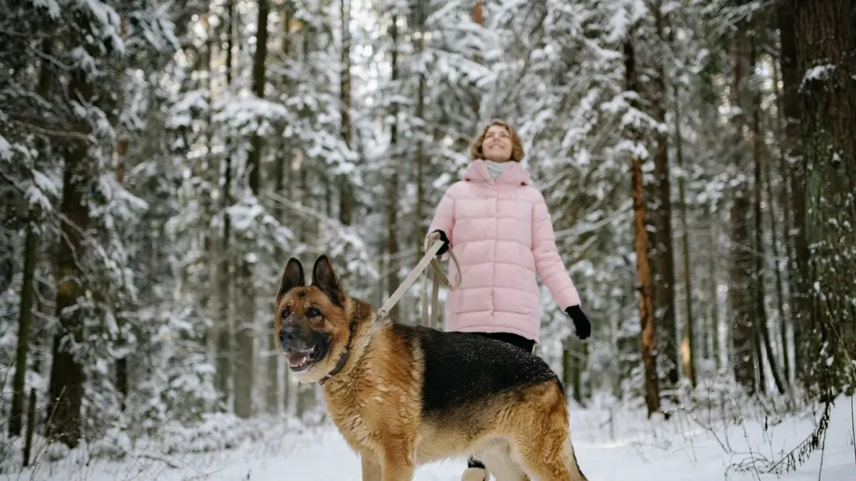 Senior dog walking with an owner