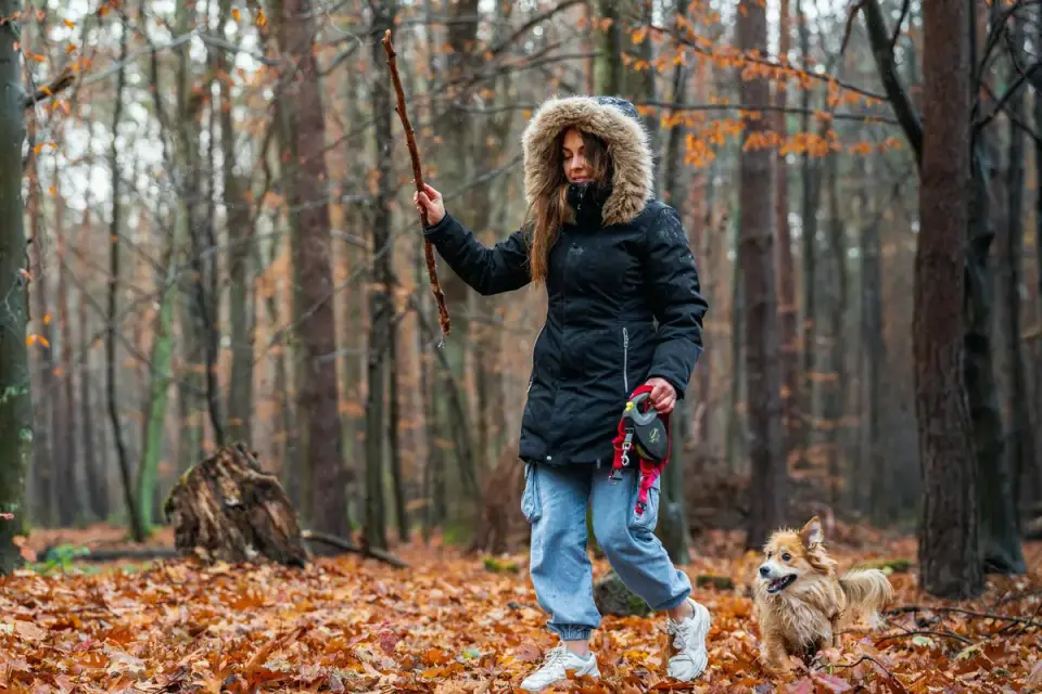 Senior dog walking with an owner