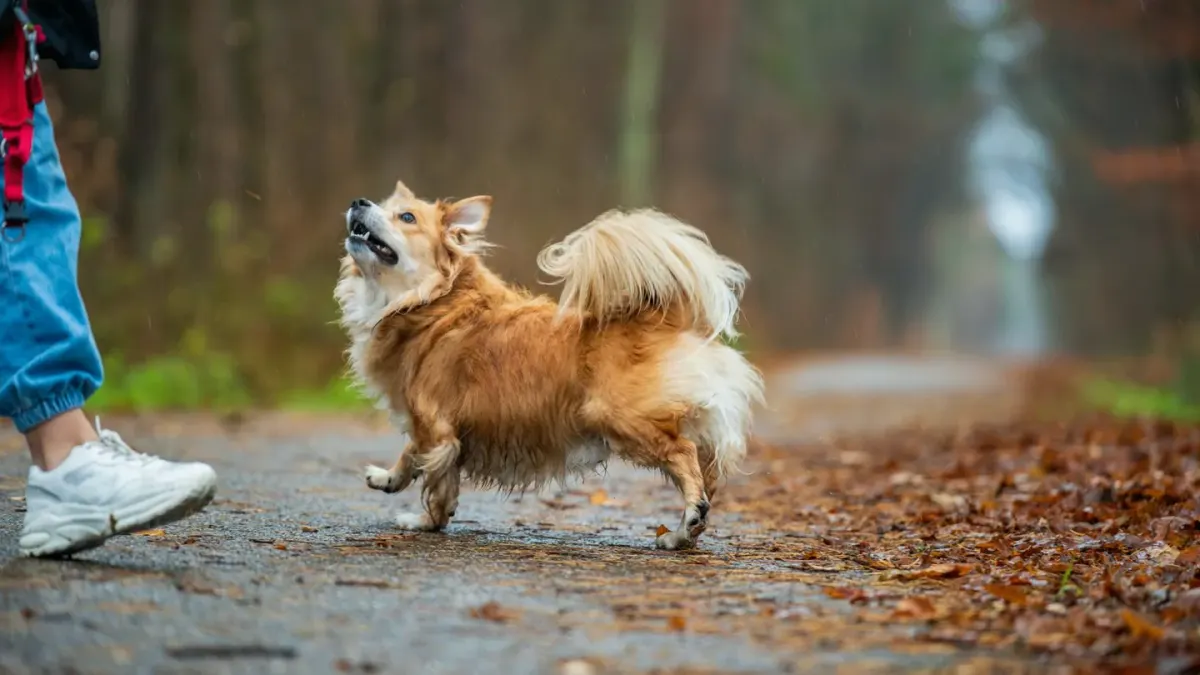 Senior dog walking with an owner