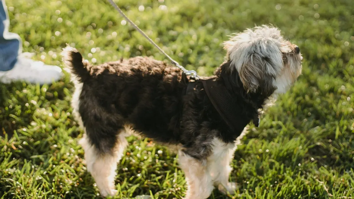 Senior dog walking with an owner