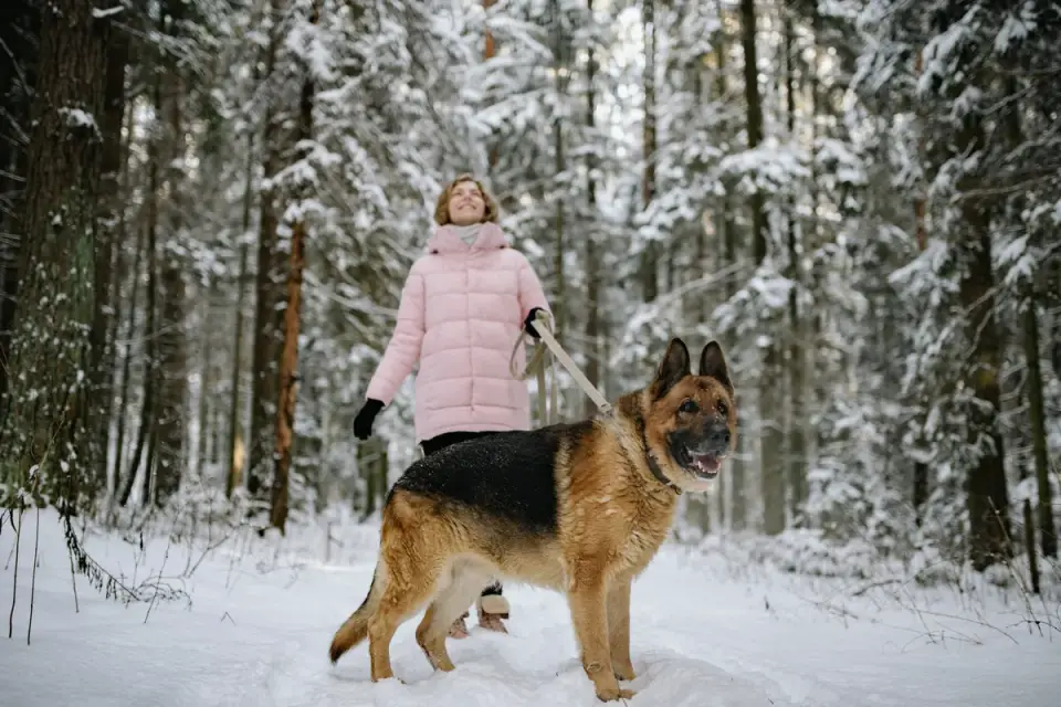 Senior dog walking with an owner