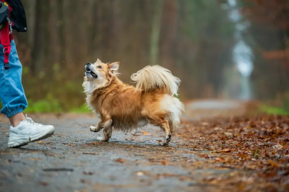 Senior dog walking with an owner