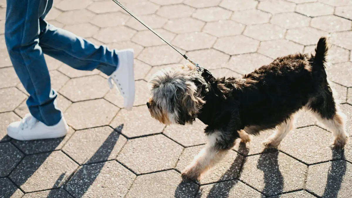 Senior dog walking with an owner