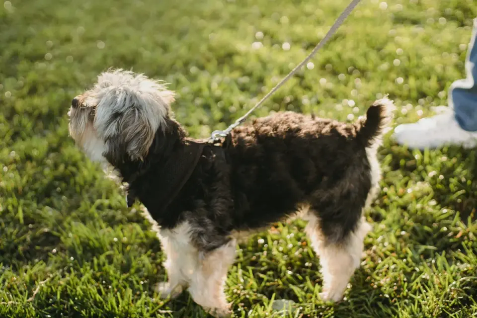 Senior dog walking with an owner