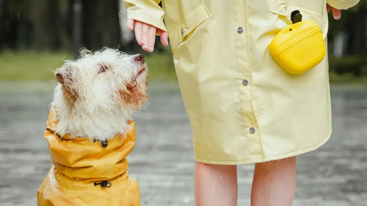 Senior dog walking with an owner