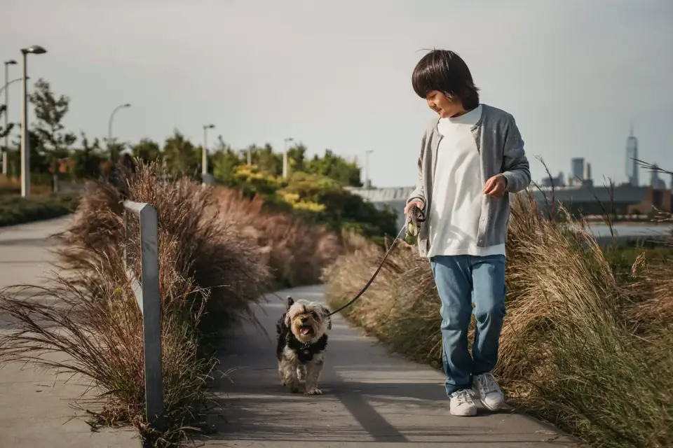 Senior dog walking with an owner