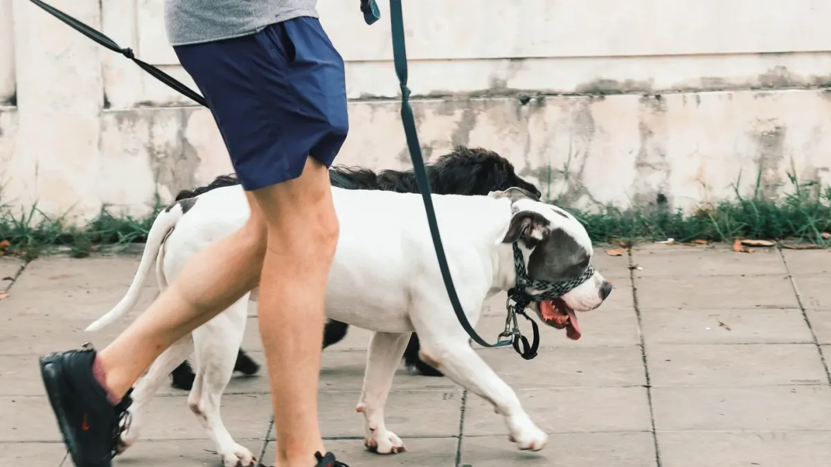 Senior dog walking with an owner
