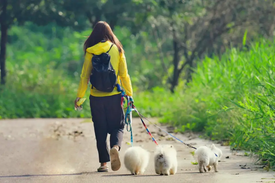 Senior dog walking with an owner