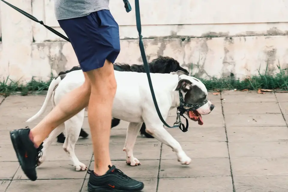 Senior dog walking with an owner
