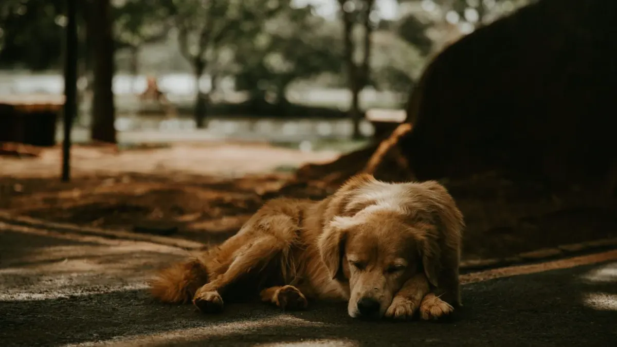 Senior golden retriever lying calmly on a porch