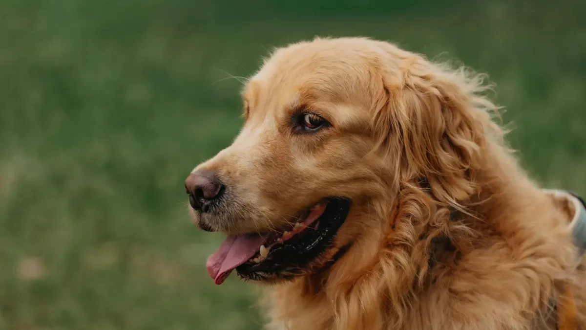 Senior golden retriever lying calmly on a wooden porch