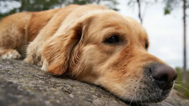 Senior golden retriever lying on an orthopedic bed with front legs stretched forward