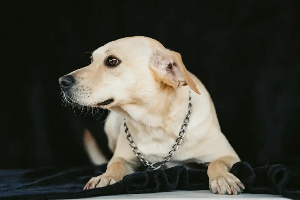 Senior Labrador mix dog pausing partway up a staircase