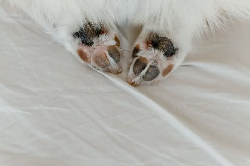 Veterinarian checking a senior dog's hind paw placement during an exam