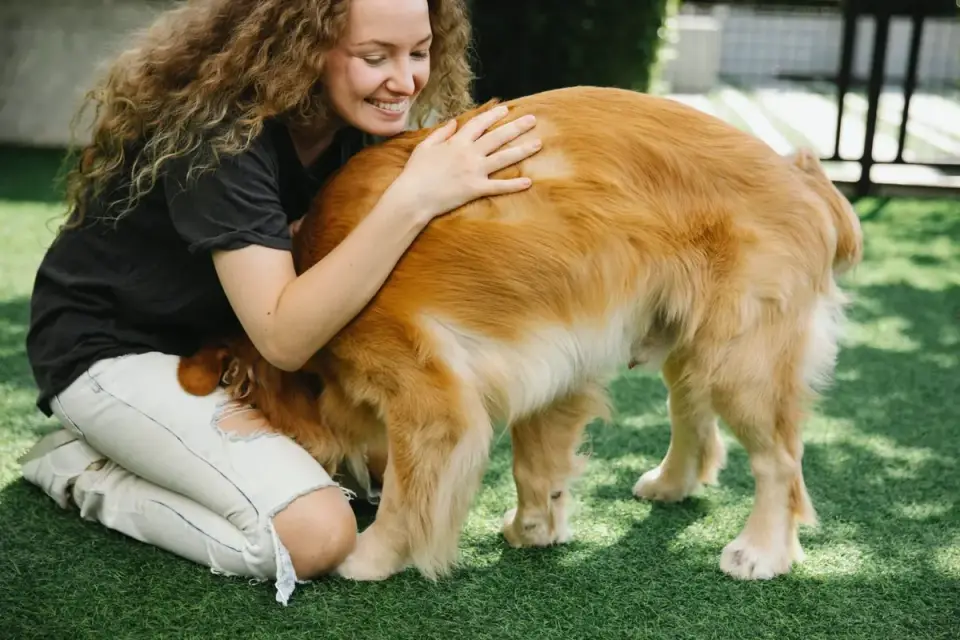 Veterinarian gently examining a dog&#x27;s hip and rear leg mobility during an exam