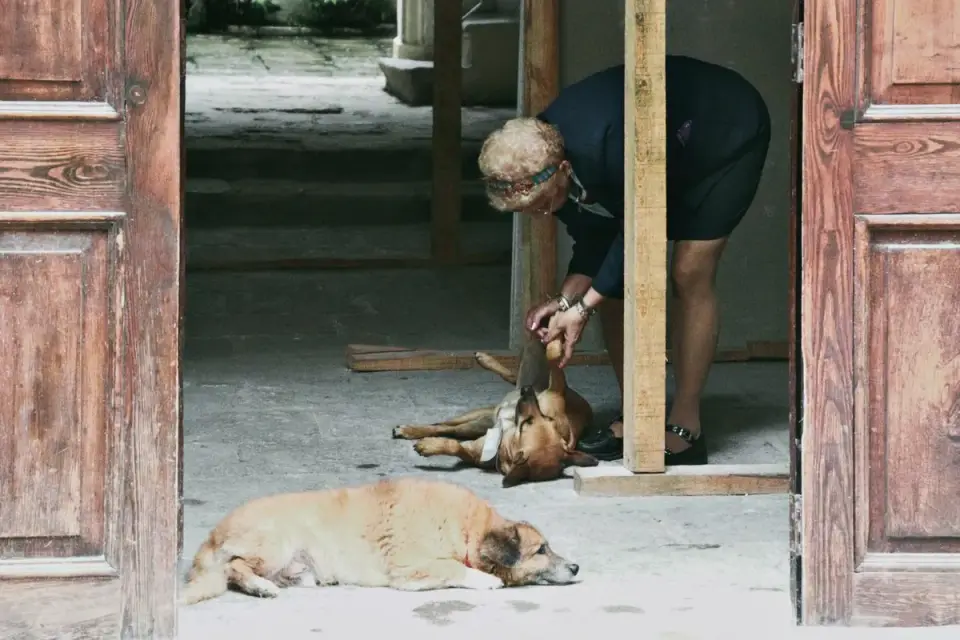 Veterinarian palpating a senior dog&#x27;s spine and hips during a wellness exam